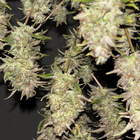 Blueberry Muffin by Humboldt