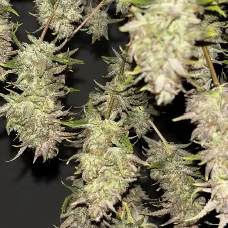 Blueberry Muffin by Humboldt
