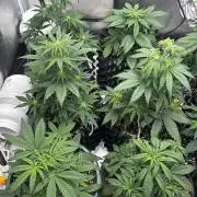 OSS autoflower show