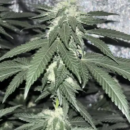 Biscotti Gelato