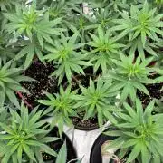 Lemon Cherry Runtz