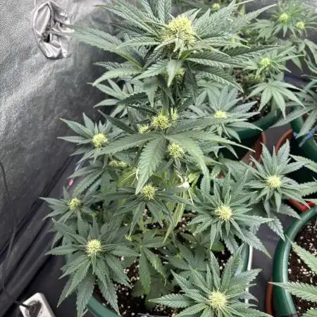 Cherry Colas