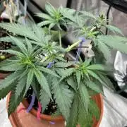 Critical Neville Haze 2.0