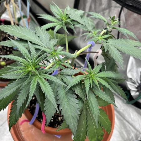 Critical Neville Haze 2.0