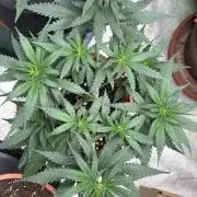 Critical Neville Haze 2.0