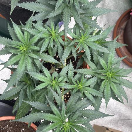 Critical Neville Haze 2.0