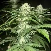 Critical Neville Haze 2.0