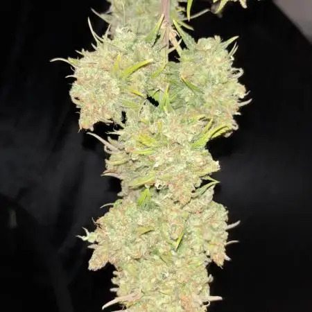 Z-UP auto