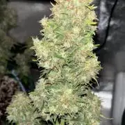 Pound Cake auto