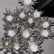 Lemon Cherry Gelato