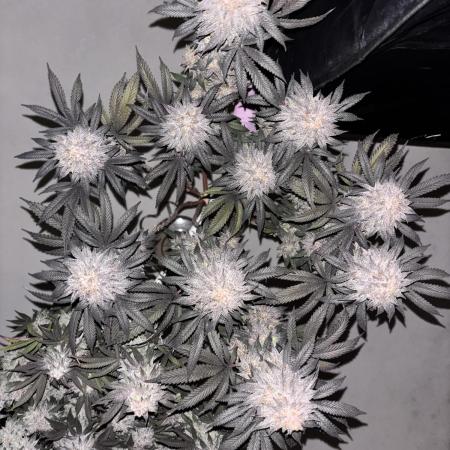 Lemon Cherry Gelato