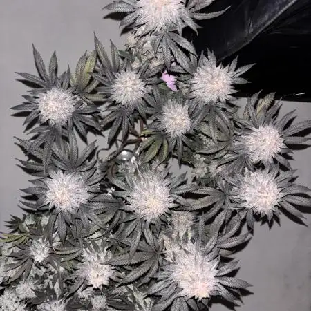 Lemon Cherry Gelato