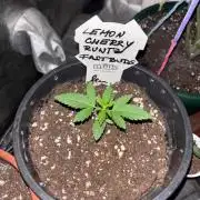Lemon Cherry Runtz