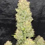 Pound Cake auto