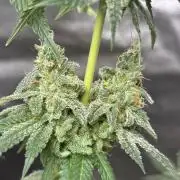 Frostbanger autos