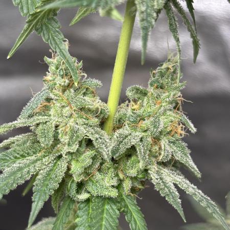 Frostbanger autos
