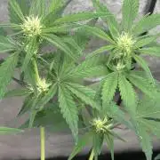 Frostbanger autos