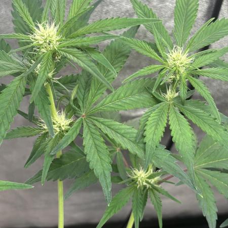 Frostbanger autos