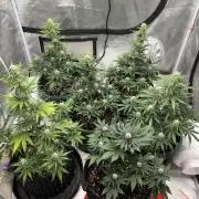 Pound Cake auto