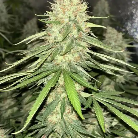 Amnesia Dulce 33- Monkey 🐒 Genetics