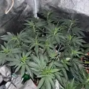 Biscotti Gelato