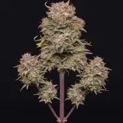 OSS autoflower show