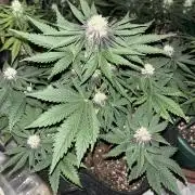 Cherry Cola auto