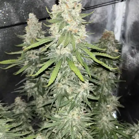 White Truffel