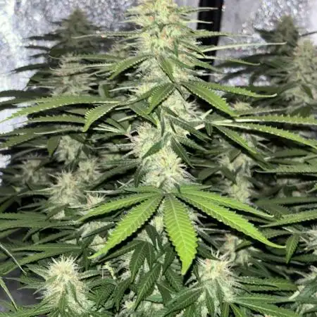 Amnesia Dulce 33- Monkey 🐒 Genetics