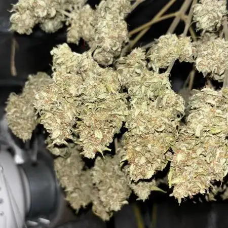 Purple Haze auto