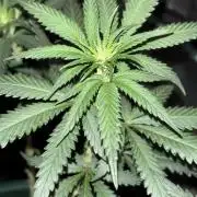 Critical Neville Haze 2.0