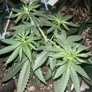 Lemon Cherry Runtz