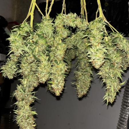 Amnesia Dulce 33- Monkey 🐒 Genetics