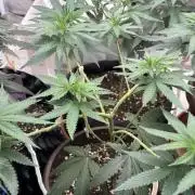 Lemon Cherry Runtz