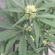 Frostbanger autos