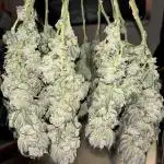 Gelato 45