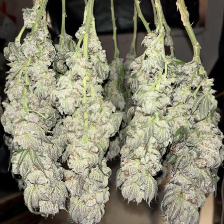 Gelato 45