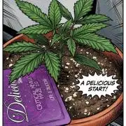Critical Neville Haze 2.0
