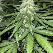 Critical Neville Haze 2.0