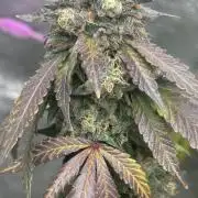 Biscotti Gelato