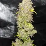 Blueberry Muffin by Humboldt
