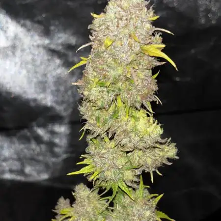 Blueberry Muffin by Humboldt