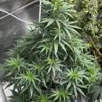 Blueberry Muffin by Humboldt