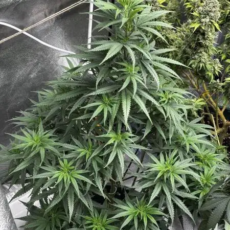 Blueberry Muffin by Humboldt