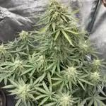 Purple Haze auto