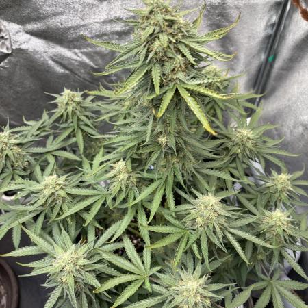 Purple Haze auto