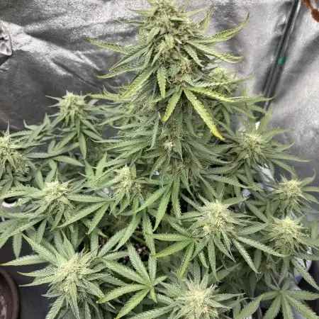 Purple Haze auto