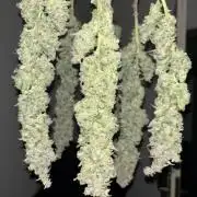 Permanent White Marker