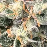 Biscotti Gelato
