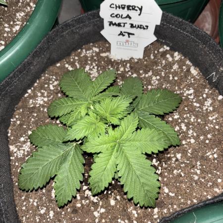Cherry Cola auto